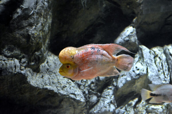 Blood Parrot Cichlid (Amphilophus citrinellus) |commons:File:Amphilophus Citrinellus.jpg