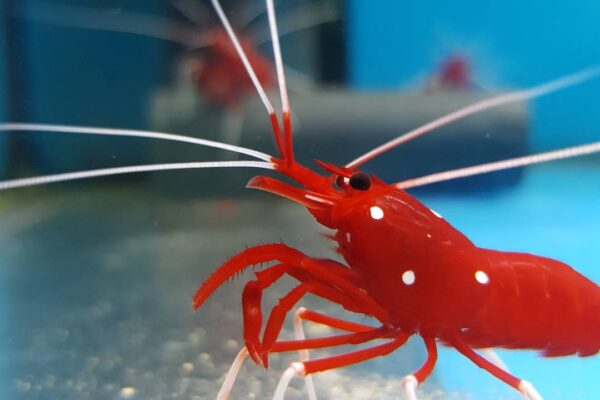 Blood Shrimp Lysmata splendida