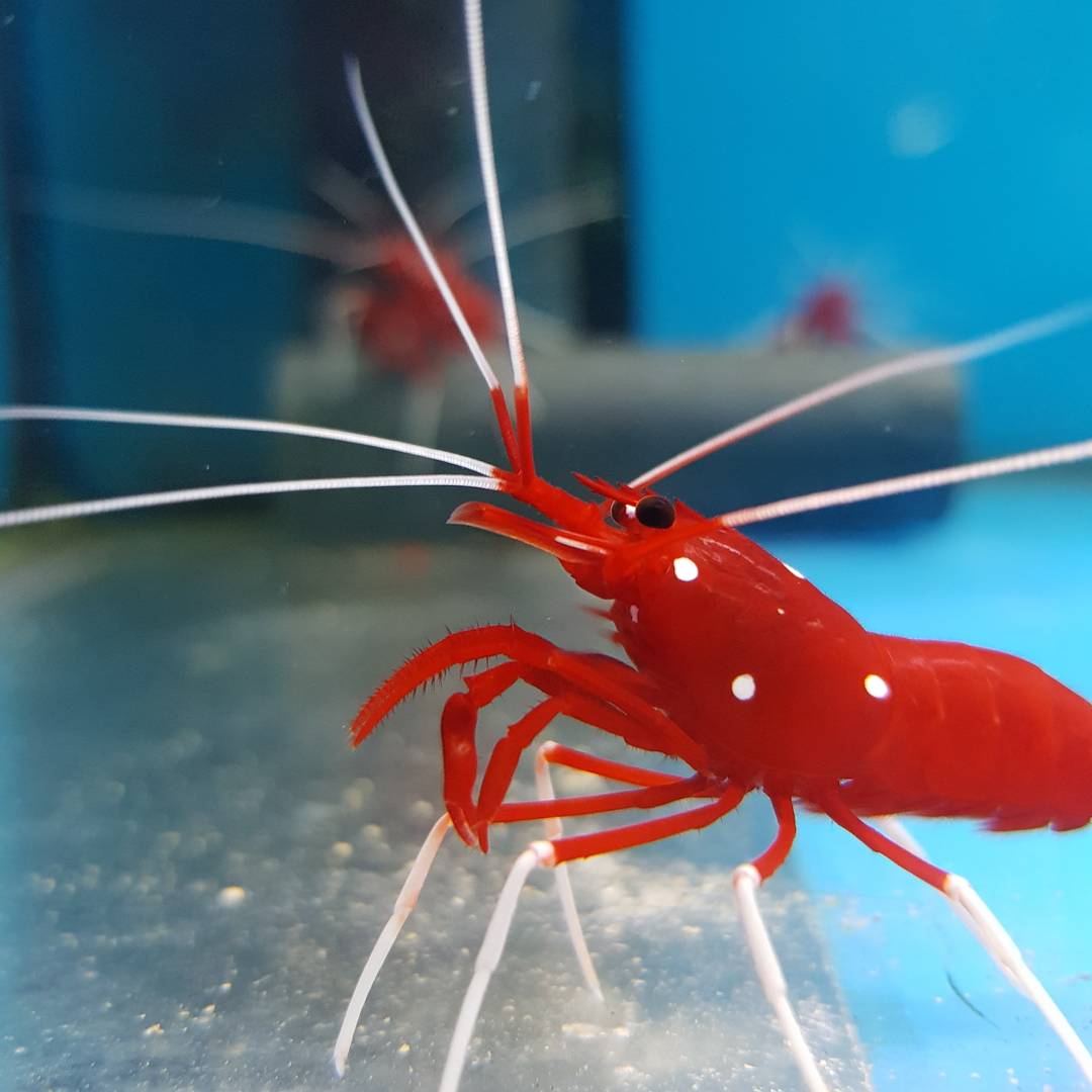 Blood Shrimp Lysmata splendida