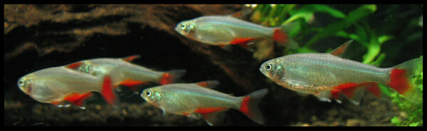 Bloodfin Tetra (Aphyocharax anisitsi) |commons:File:Aphyocharax anisitsi 2.jpg