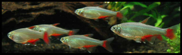 Bloodfin Tetra (Aphyocharax anisitsi) |commons:File:Aphyocharax anisitsi 2.jpg