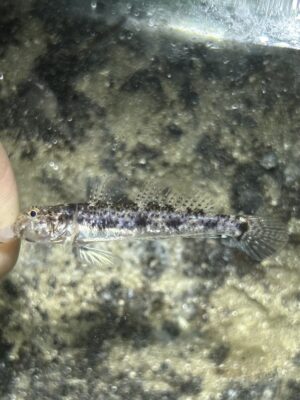 Blotchcheek Goby (Ctenogobius fasciatus) |commons:File:Ctenogobius fasciatus.jpg