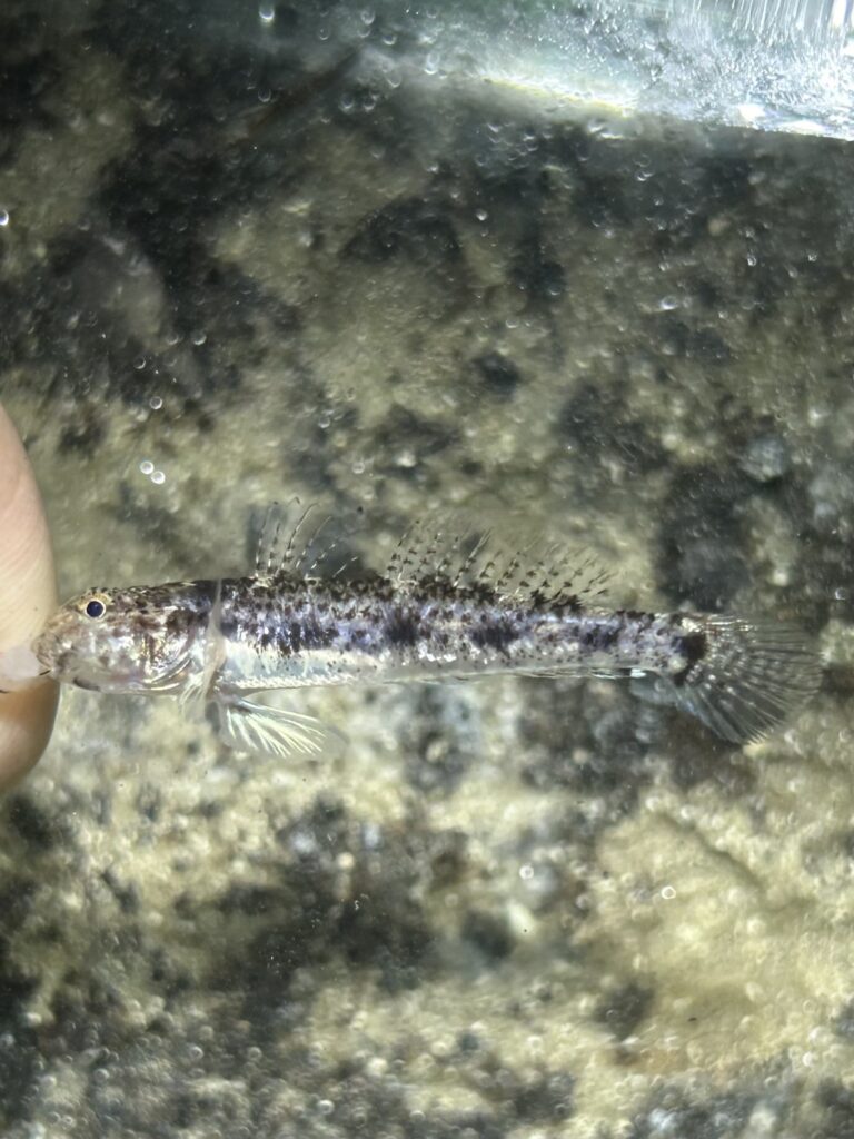 Blotchcheek Goby (Ctenogobius fasciatus) |commons:File:Ctenogobius fasciatus.jpg