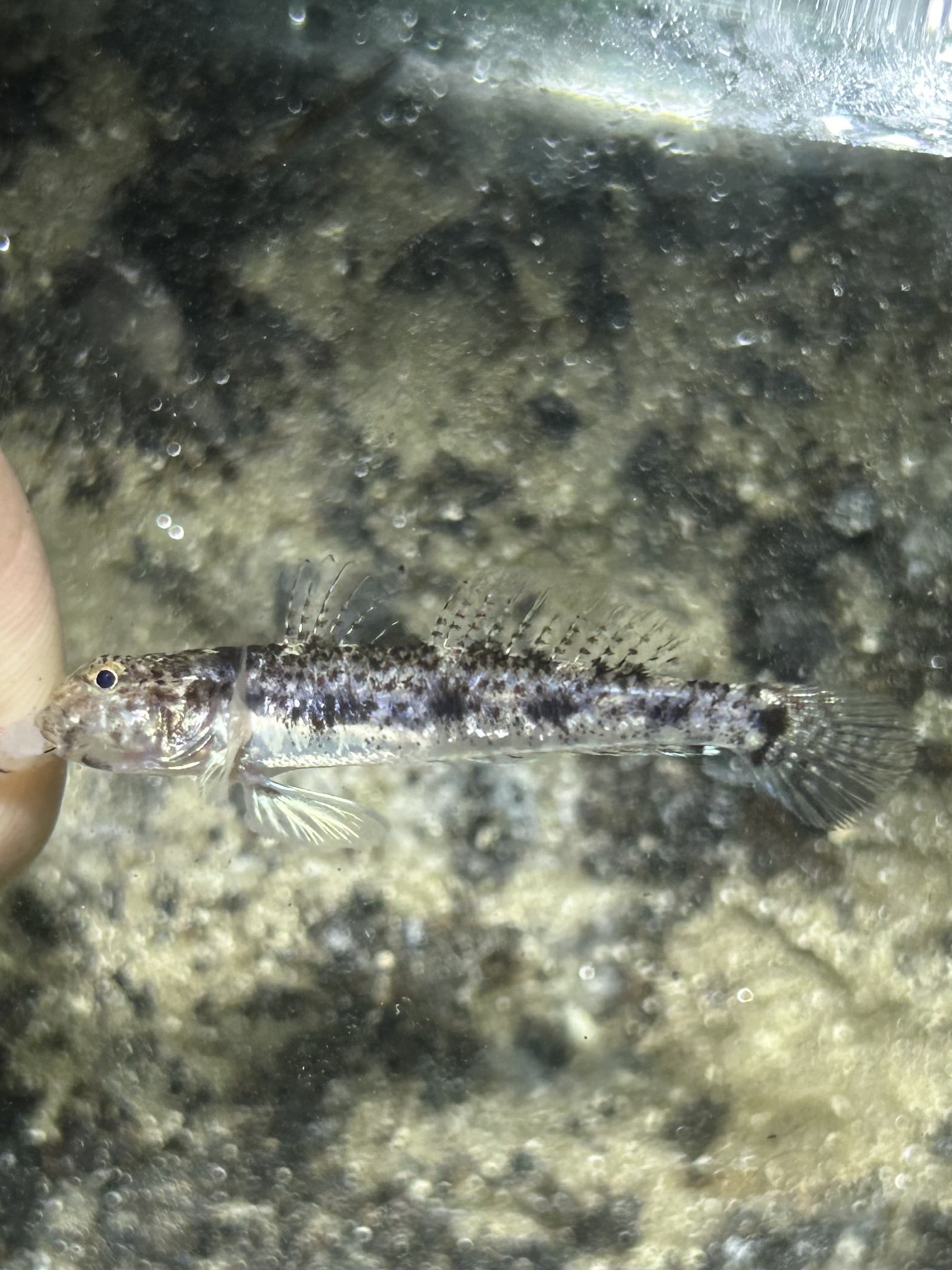 Blotchcheek Goby (Ctenogobius fasciatus) |commons:File:Ctenogobius fasciatus.jpg