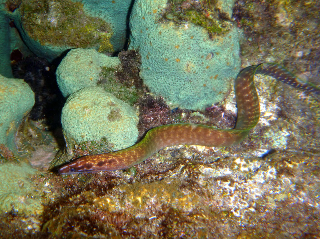 blotched-neck moray (Gymnothorax margaritophorus) |commons:File:Gymnothorax margaritophorus.JPG