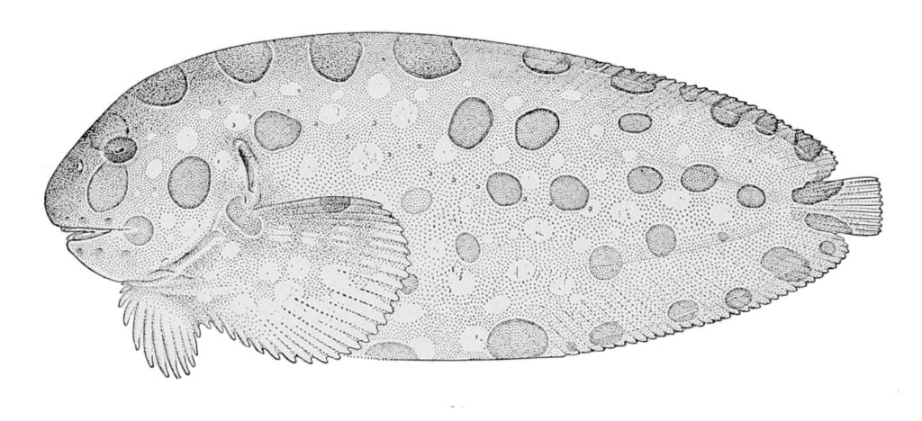 Blotched Snailfish (Crystallichthys cyclospilus) |commons:File:Crystallichthys cyclospilus.jpg