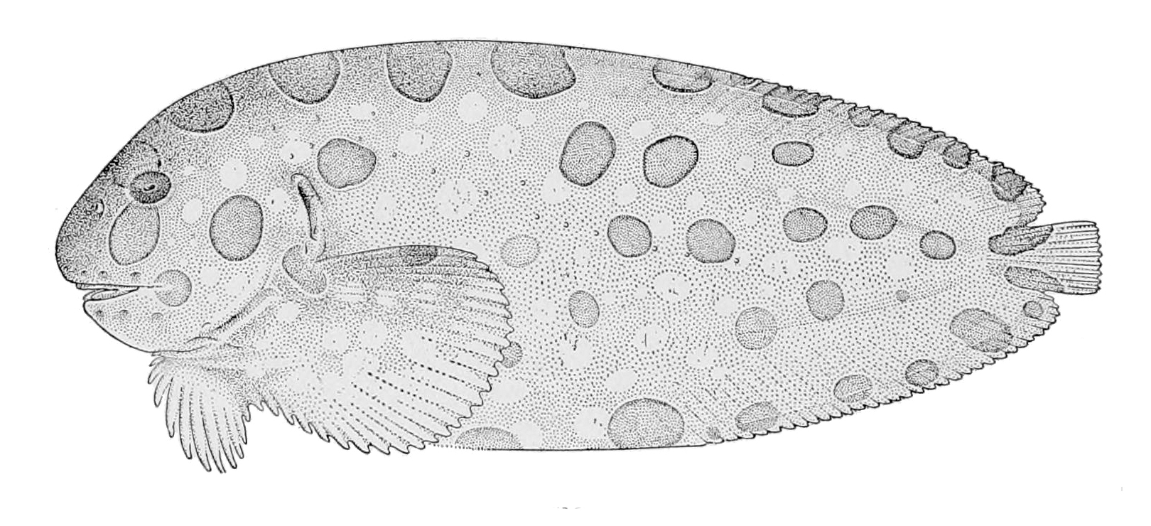 Blotched Snailfish (Crystallichthys cyclospilus) |commons:File:Crystallichthys cyclospilus.jpg