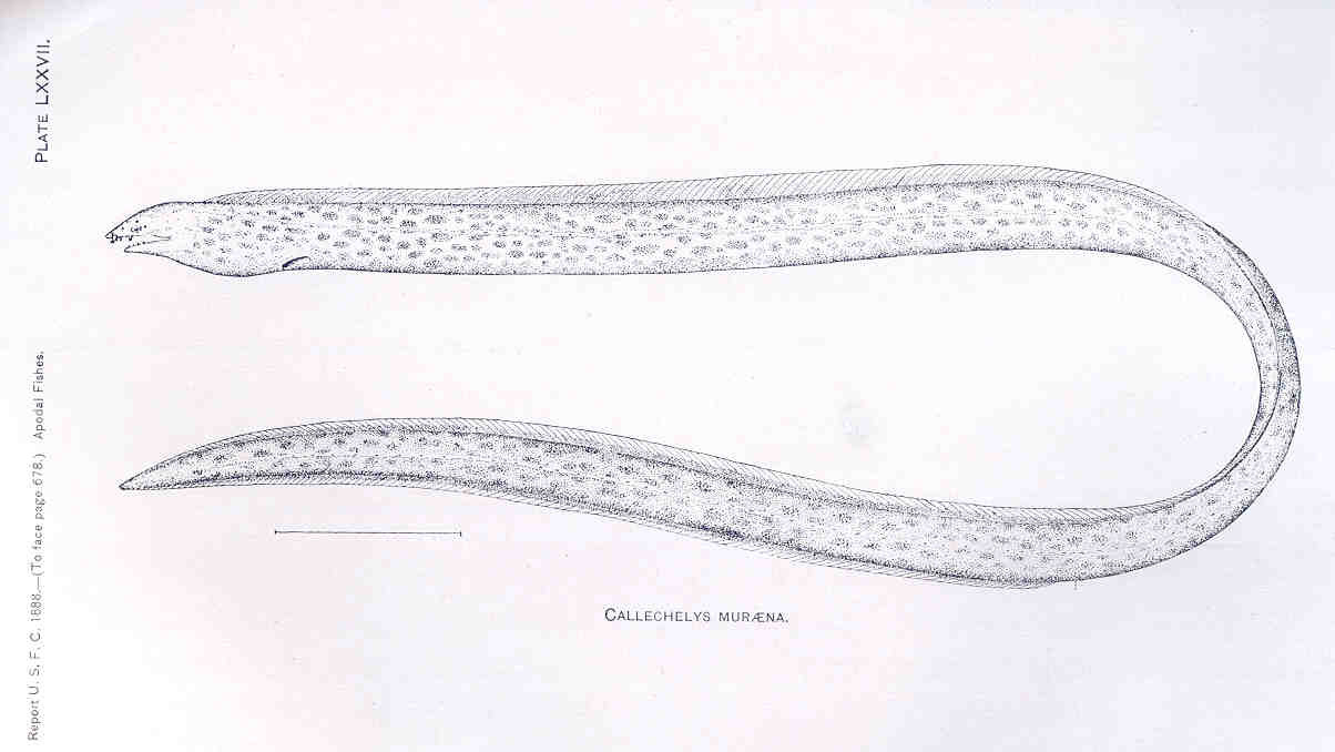 Blotched Snake Eel (Callechelys muraena) |commons:File:FMIB 33393 Callechelys Muraena.jpeg