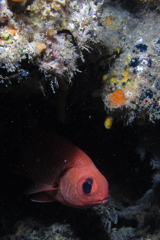 Blotcheye Soldierfish (Myripristis murdjan) |commons:File:Blotcheye soldier (Myripristis murdjan) peering out from a dark hiding place. (5954593586).jpg
