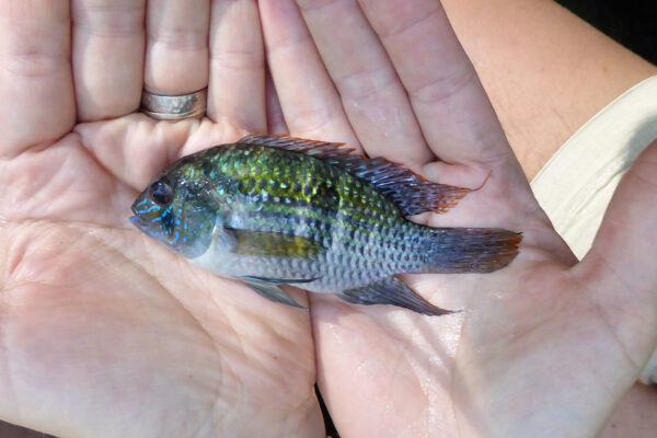 Blue Acara (Andinoacara pulcher) |commons:File:Andinoacara pulcher 71043969.jpg