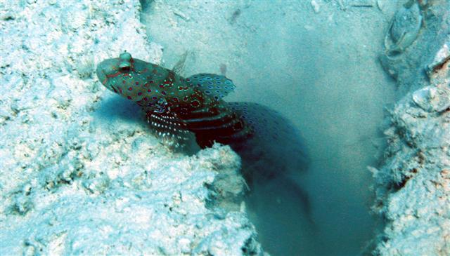 Blue-and-red-spotted Goby (Cryptocentrus caeruleopunctatus) |commons:File:Cryptocentrus caeruleopunctatus.jpg