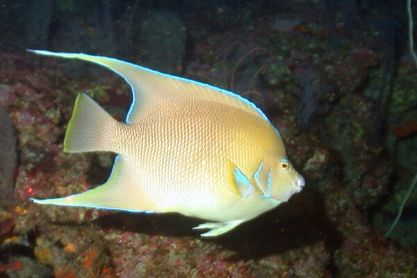 Blue Angelfish (Holacanthus bermudensis) |commons:File:Holacanthus bermudensis.jpg