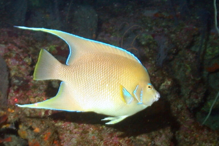 Blue Angelfish (Holacanthus bermudensis) |commons:File:Holacanthus bermudensis.jpg