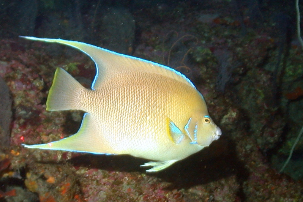 Blue Angelfish (Holacanthus bermudensis) |commons:File:Holacanthus bermudensis.jpg