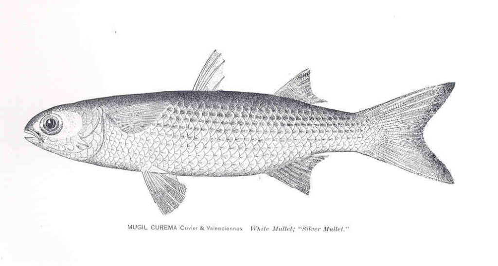 Blue-black Mullet (Mugil curema) |commons:File:FMIB 33863 Mugil Curema Cuvier; Valenciennes.jpeg