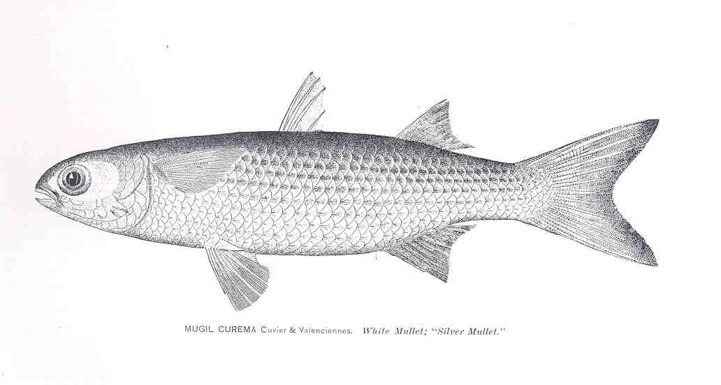 Blue-black Mullet (Mugil curema) |commons:File:FMIB 33863 Mugil Curema Cuvier; Valenciennes.jpeg