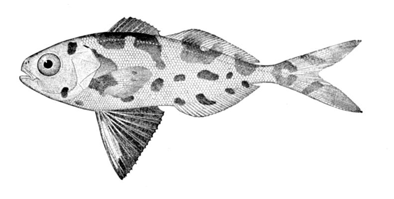 Blue-bottle Fish (Nomeus gronovii) |commons:File:Nomeus gronovii.jpg