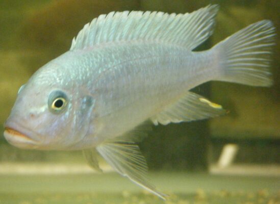 Blue Cobalt Zebra (Maylandia callainos) |commons:File:Maylandia callainos.jpg