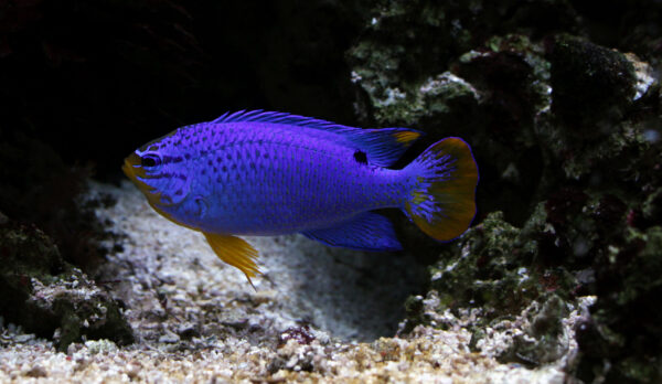 Blue Damselfish (Chrysiptera cyanea) |commons:File:Aquarium de Dunkerque Chrysiptera cyanea 08102017 1.jpg