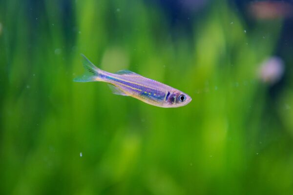 Blue Danio (Devario malabaricus) |commons:File:Devario malabaricus (Malabar danio) - lateral view in planted aquarium (right-facing).jpg