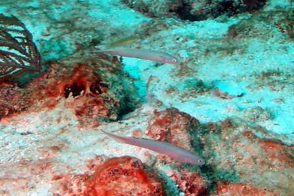 Blue Dartfish (Ptereleotris calliura) |commons:File:Ptereleotris calliura.jpg