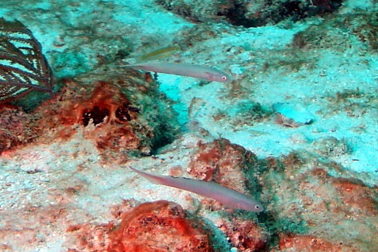 Blue Dartfish (Ptereleotris calliura) |commons:File:Ptereleotris calliura.jpg