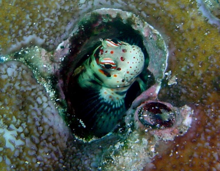 blue-dashed rockskipper (Blenniella periophthalmus) |commons:File:Blenniella periophthalmus.jpg