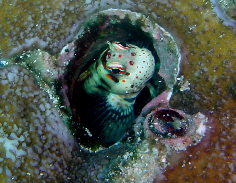 blue-dashed rockskipper (Blenniella periophthalmus) |commons:File:Blenniella periophthalmus.jpg