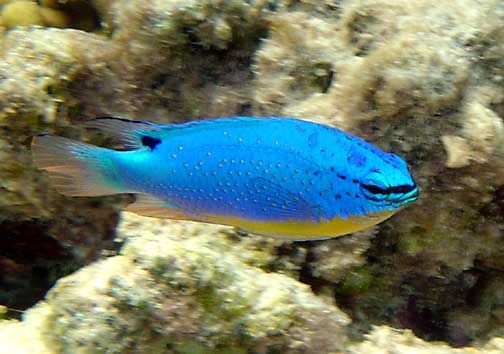 Blue Devil Chrysiptera taupou