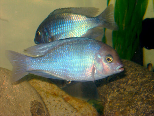 Blue Dolphin Cichlid (Cyrtocara moorii) |commons:File:Cyrtocara moorii.jpg