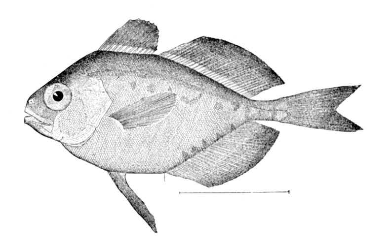 Blue Driftfish (Psenes pellucidus) |commons:File:Psenes pellucidus.jpg