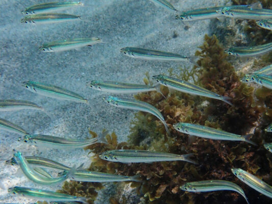 Blue Fry (Jenkinsia lamprotaenia) |commons:File:Jenkinsia lamprotaenia.jpg