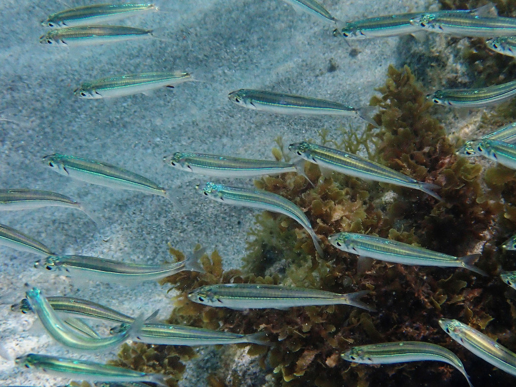 Blue Fry (Jenkinsia lamprotaenia) |commons:File:Jenkinsia lamprotaenia.jpg