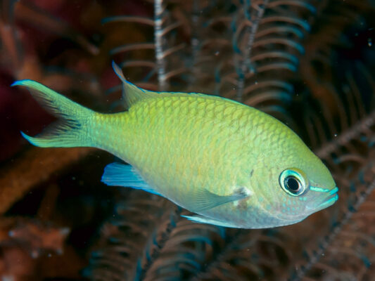 Blue Green Chromis (Chromis viridis) |commons:File:Blue-green chromis (Chromis viridis) (39851326113).jpg
