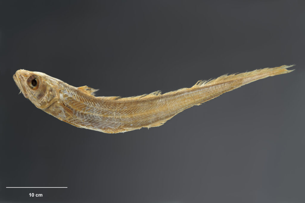 Blue Grenadier (Macruronus novaezelandiae) |commons:File:Macruronus novaezelandiae holotype (P.000243), Te Papa.jpg