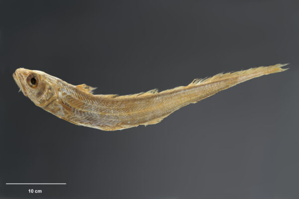 Blue Grenadier (Macruronus novaezelandiae) |commons:File:Macruronus novaezelandiae holotype (P.000243), Te Papa.jpg