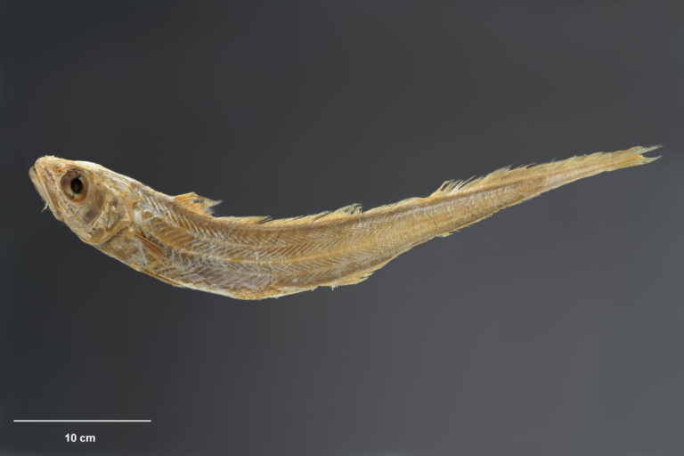Blue Grenadier (Macruronus novaezelandiae) |commons:File:Macruronus novaezelandiae holotype (P.000243), Te Papa.jpg