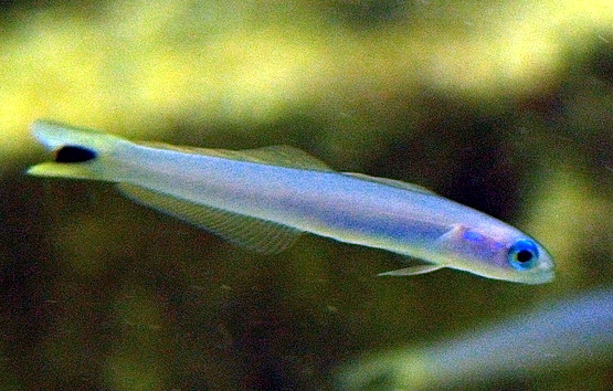 Blue Gudgeon Dartfish (Ptereleotris heteroptera) |commons:File:Blacktail goby Ptereleotris heteroptera (Bleeker, 1855).jpg