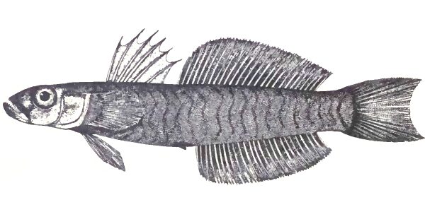 Blue Gudgeon Goby Ptereleotris evides