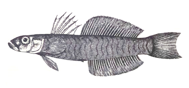 Blue Gudgeon Goby Ptereleotris evides