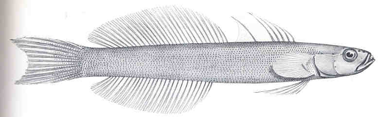 Blue Gudgeon (Ptereleotris microlepis) |commons:File:FMIB 36173 Ptereleotris microlepis, Bleeker.jpeg
