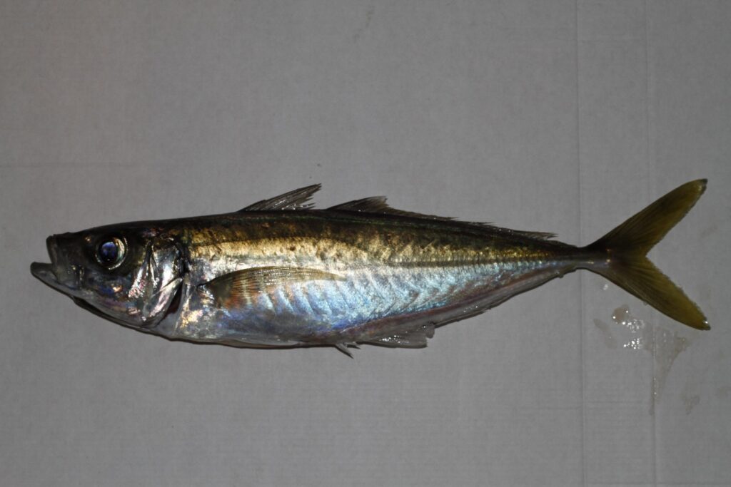 Blue Jack Mackerel (Trachurus picturatus) |commons:File:Trachurus picturatus.jpg