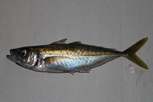 Blue Jack Mackerel (Trachurus picturatus) |commons:File:Trachurus picturatus.jpg