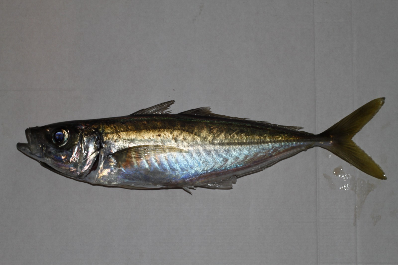 Blue Jack Mackerel (Trachurus picturatus) |commons:File:Trachurus picturatus.jpg