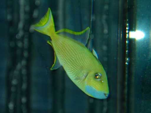 Blue Jaw Triggerfish (Xanthichthys auromarginatus) |commons:File:Blue-throated triggerfish (Xanthichthys auromarginatus).jpg