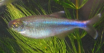 Blue King Tetra (Boehlkea fredcochui) |commons:File:Boehlkea fredcochui.jpg