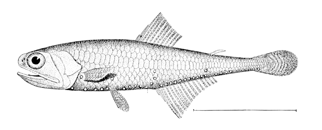 Blue Lanternfish (Tarletonbeania crenularis) |commons:File:Tarletonbeania crenularis.jpg