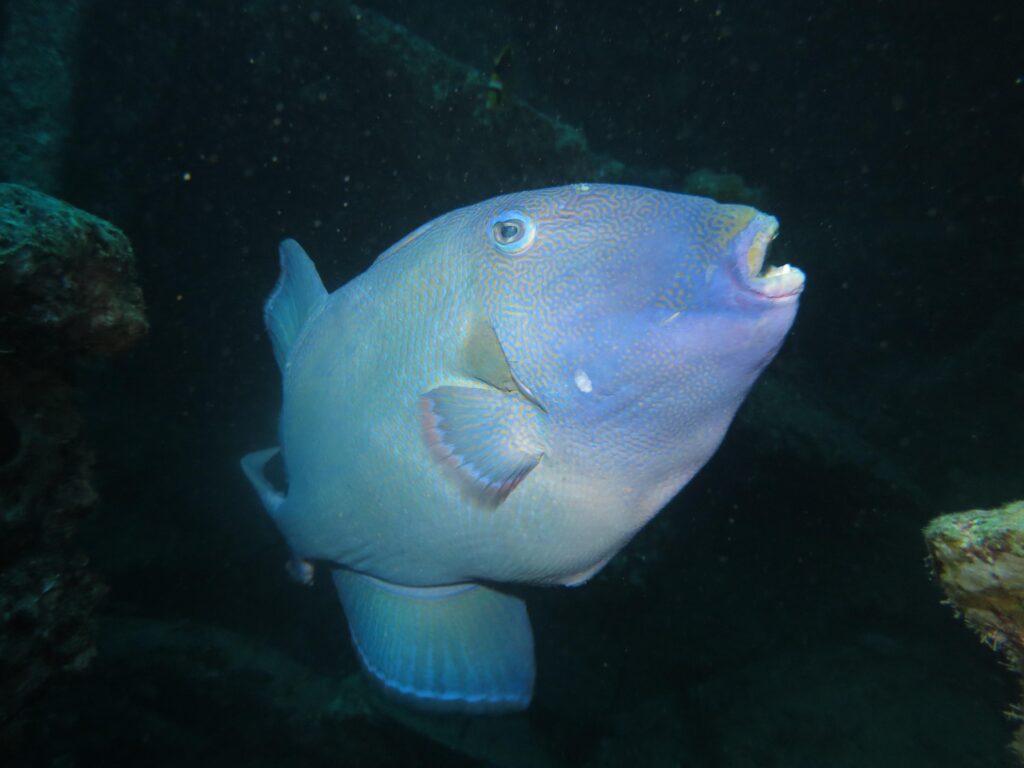 Blue Line Triggerfish (Pseudobalistes fuscus) |commons:File:Baliste vermiculé (Pseudobalistes fuscus) (Ifremer 00766-87767 - 46837).jpg