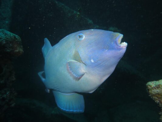 Blue Line Triggerfish (Pseudobalistes fuscus) |commons:File:Baliste vermiculé (Pseudobalistes fuscus) (Ifremer 00766-87767 - 46837).jpg