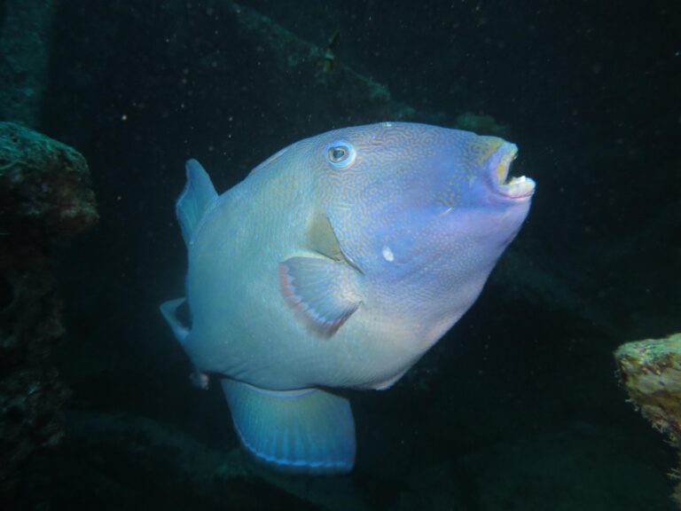 Blue Line Triggerfish (Pseudobalistes fuscus) |commons:File:Baliste vermiculé (Pseudobalistes fuscus) (Ifremer 00766-87767 - 46837).jpg